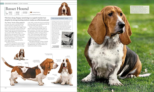 The Dog Encyclopedia: the Definitive Visual Guide - Picture 8 of 12