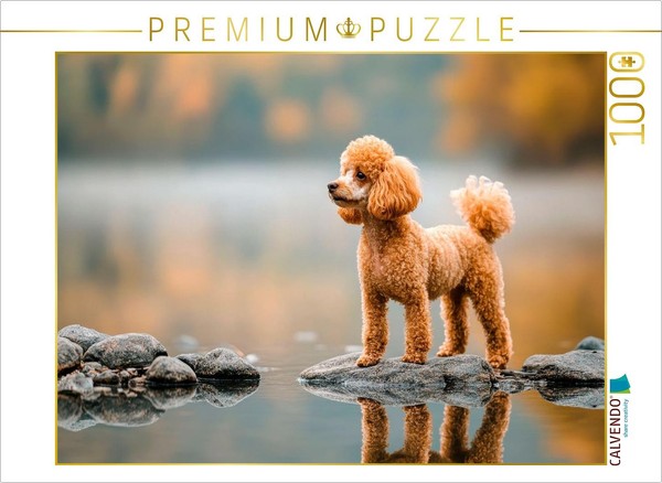 Calvendo Puzzle Poodles On An Adventure | 1000 Pieces, Finished Size 25.2 × 18.9-image