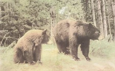 Brown Bear  Chrome Postcard