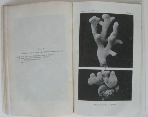 Fotos originales de 1917 FORMACIÓN DE ARRECIFES DE CORAL Florida Indias Occidentales Australia - Imagen 5 de 9