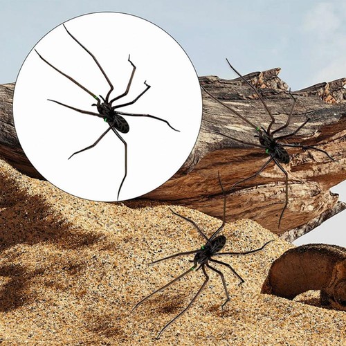 Spider Fridge Magnet, Realistic.Cute for Refrigerator, Garage Door or Car H OT - Picture 10 of 14
