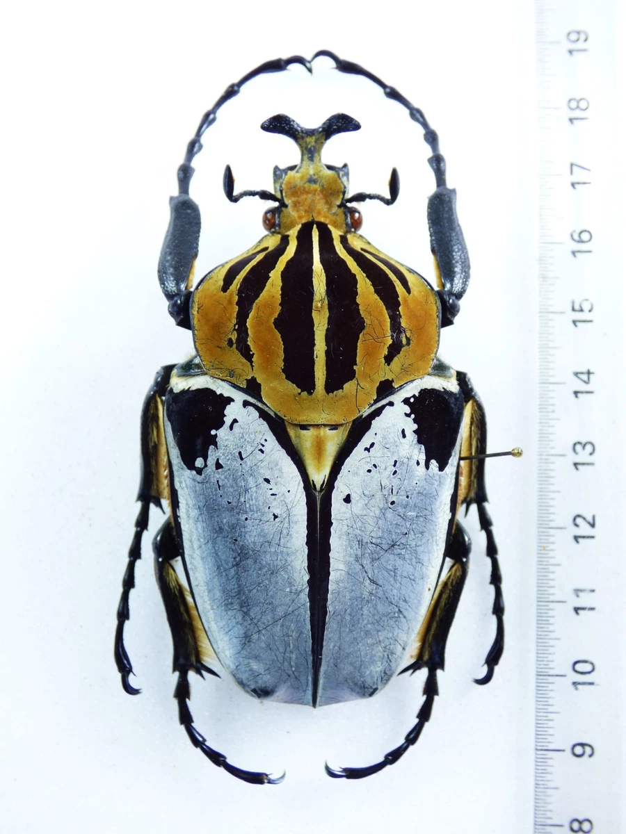 Goliathus Beetle for sale | eBay