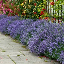 Lavender Hidcote plant in 9cm pots x6