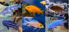 African Cichlid 15 Pack .75-1.25"