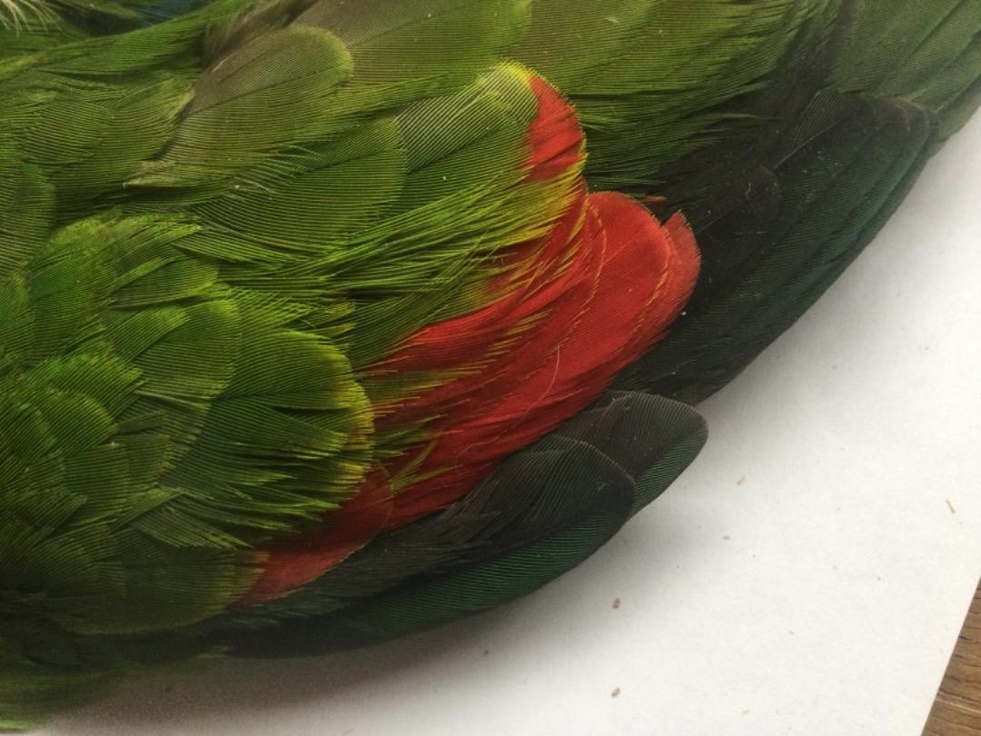 パロットコンプリートスキン/Red winged Parrot Parrot Complete Skin/Red Winged | eBay