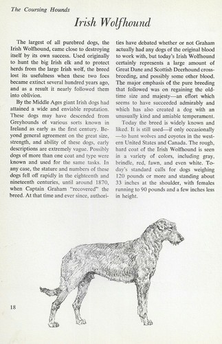 The Irish Wolfhound - CUSTOM MATTED - Vintage Dog Art Print - "G"