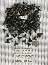 Lot of 25 Fossilized 1/2 - 3/4 inch shark teeth from Venice Florida ( GULF )