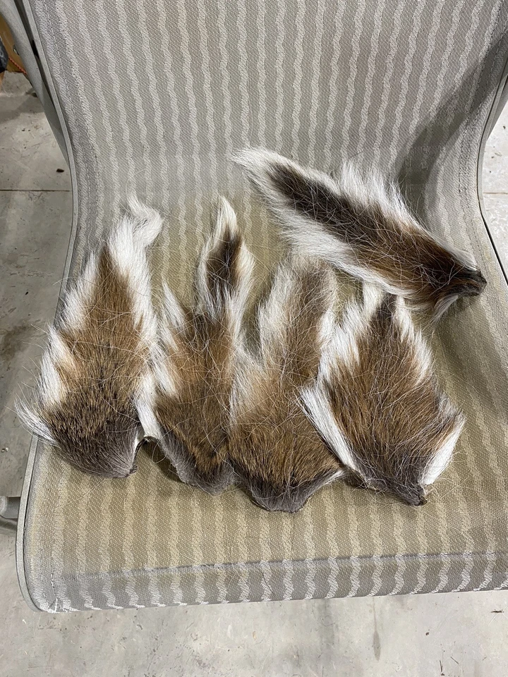 5 Deer Tails. Clean. - Image 2 of 2