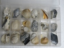 Assorted Loose White and Brown Natural Sea Shells Bulk Box for Craft Projects