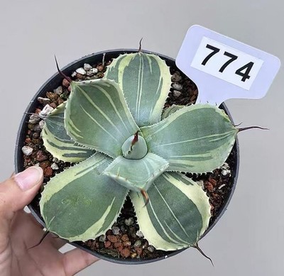 1PCS Pot 14cm Rare Cacti Agave parryi var.truncata 'Striata Variegata   Decor