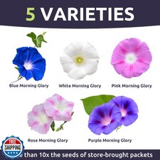 Morning Glory Tall Mix - Large 1 Ounce Packet - 750 Flower Seeds for Planting... 320.00 per gallon