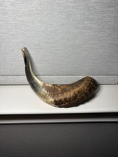 Polished Ram  s Horn Shofar Preowned Made In Spain