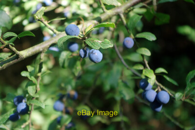 Slowberry Photo 6x4 Sloe berries Sloe berries are growing on a blackthorn bush ...