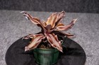 Cryptanthus Menescal 4″ pot - Live Plant