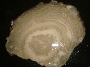 OLD CHARLEVOIX STONE FOSSIL CORAL SLAB   132  GRAMS   MICHIGAN