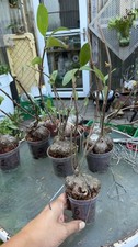 HYDNOPHYTUM MOSELEYANUM #6
