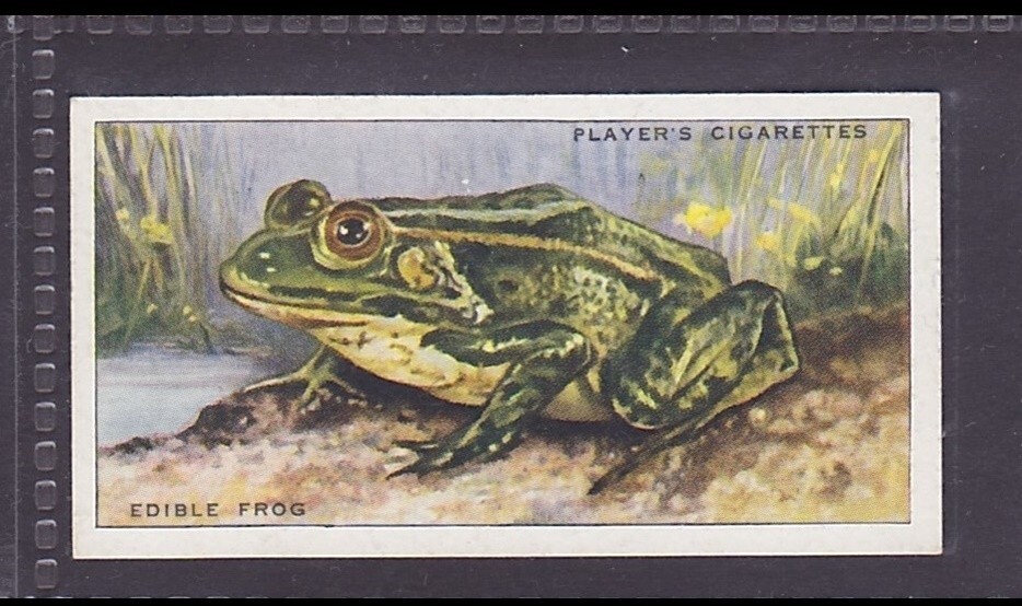 EDIBLE FROG - 80 + year old English Tobacco Card # 48