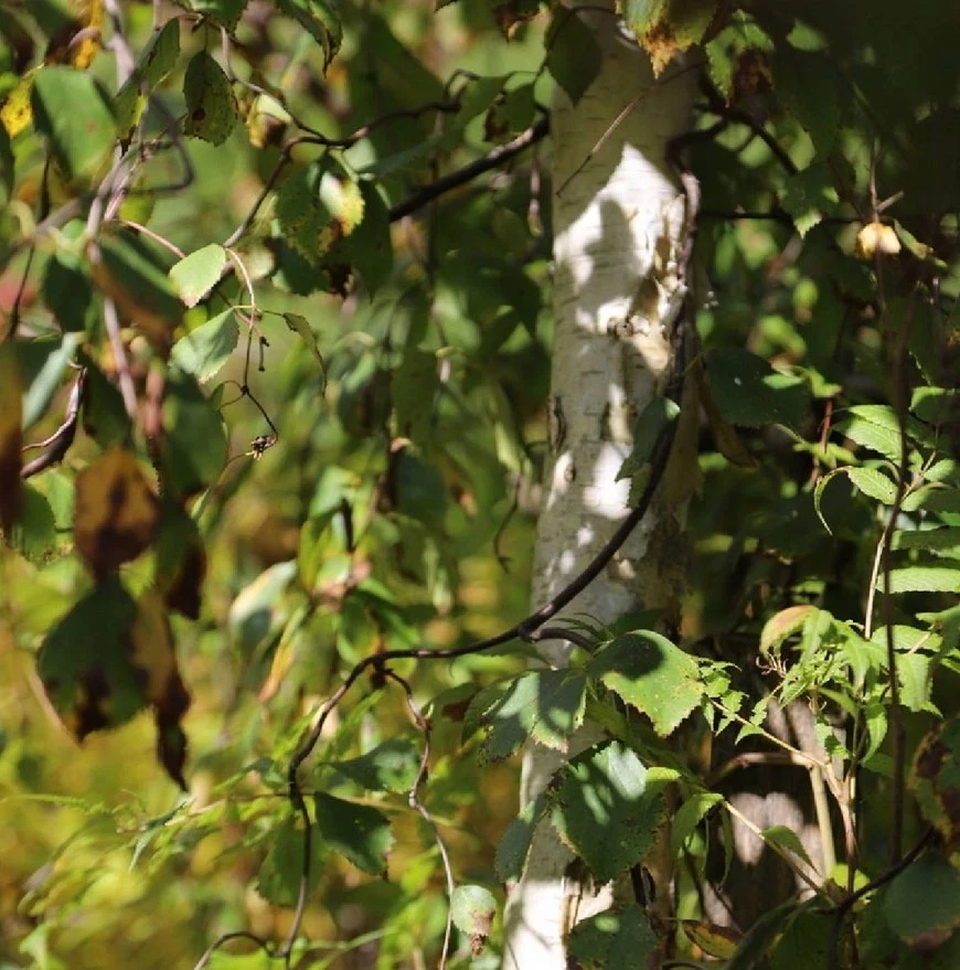 Säulenbirke SPIDER ALLEY 100 cm im Container - Bild 3 von 4