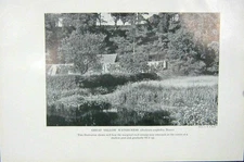Original Old Vintage Print 1919 Great Yellow Watercress Reed Swamp Photograph