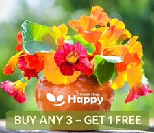 NASTURTIUM MIX - Out of Africa - Tropaeolum majus - 60 seeds - Annual Flower