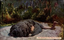 California Hen setting at Ostrich Farm c1910 unused ~ postcard sku027