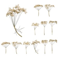 12 Pcs Lace Natural Real Pressed Dried Flower for Art Craft DIY, White