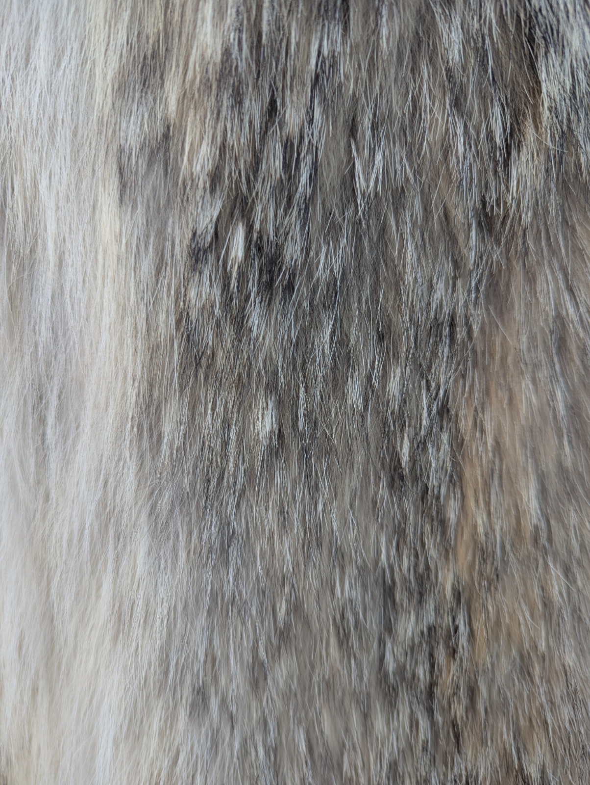 Coyote Jacket -Medium - image 8