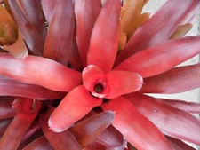 Neoregelia MOULTEN LAVA Bromeliad one tropical plant MEDIUM 