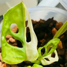 Monstera adansonii variegated halfmoon -4 leaves lush roots in big pot