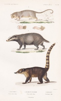 Dachs badger Nasenbär brown coati Wickelbär Stahlstich engraving Cuvier 1849.