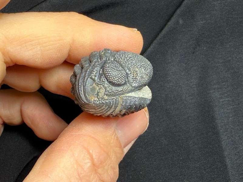 Nice Large rolled Phacops Barrandeops Trilobite fossil Devonian of Morocco 