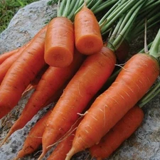 Chantenay Red Core Carrot Seeds, Heirloom, Vitamin A, NON-GMO, FREE SHIPPING