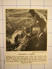 Catching a shark fishing kon-tiki dolphin   