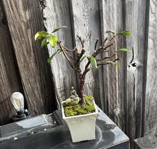 STAR JASMINE BONSAI TREE- FREE SHIPPING!