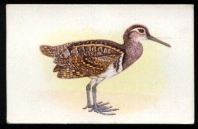 Tabakkarte, UTC, OUR SOUTH AFRICAN BIRDS, 1942, Std, bemalte Snipe, #61