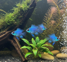 1 PAIR  - Cichlid Rams Short Body - Electric Blue Balloon Ram - RARE FISH