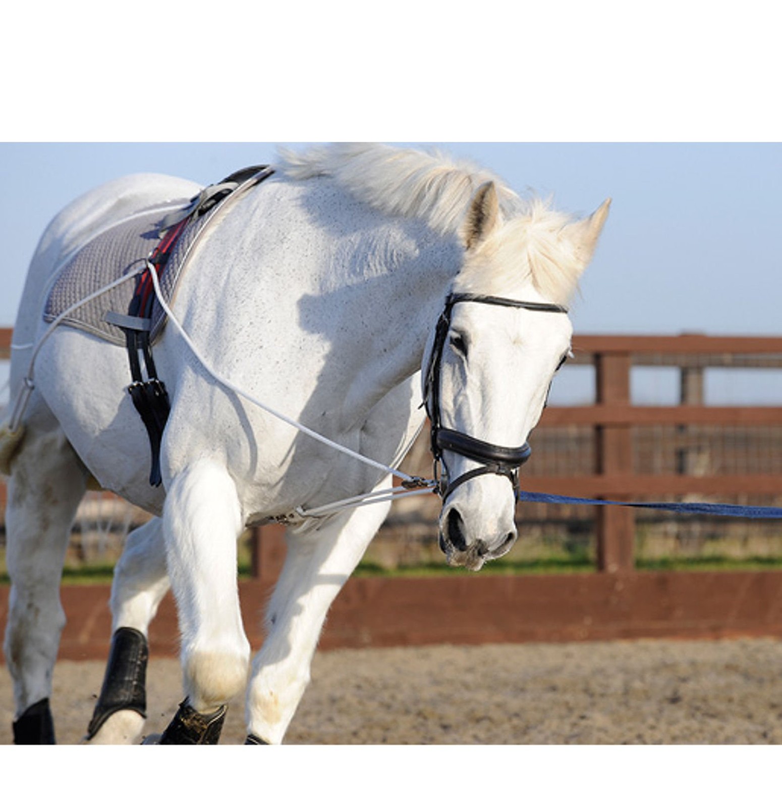 Ultimate Horse Lunging Training Aid System Lunge Equipment (Cob/Horse, Black)