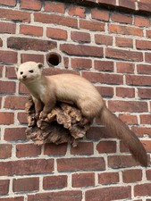 Steinmarder Marder Präparat Tier Ausgestopft Deko Sammler