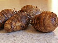Taro Root, can be used as a starchy vegetable or perennial Elephant Ear plant.