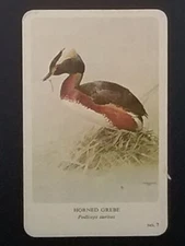 General Cigar Company Trading Card - No. 7 Horned Grebe - Card 2