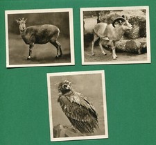 1924 RJ HILL SUNRIPE CIGARETTES ZOOLOGICAL SERIES TOBACCO  3 CARD LOT