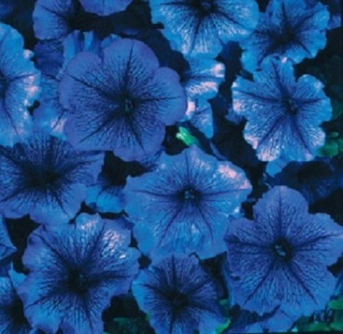 30+ PETUNIA CELEBRITY BLUE ICE FLOWER SEEDS / ANNUAL - Picture 1 of 1