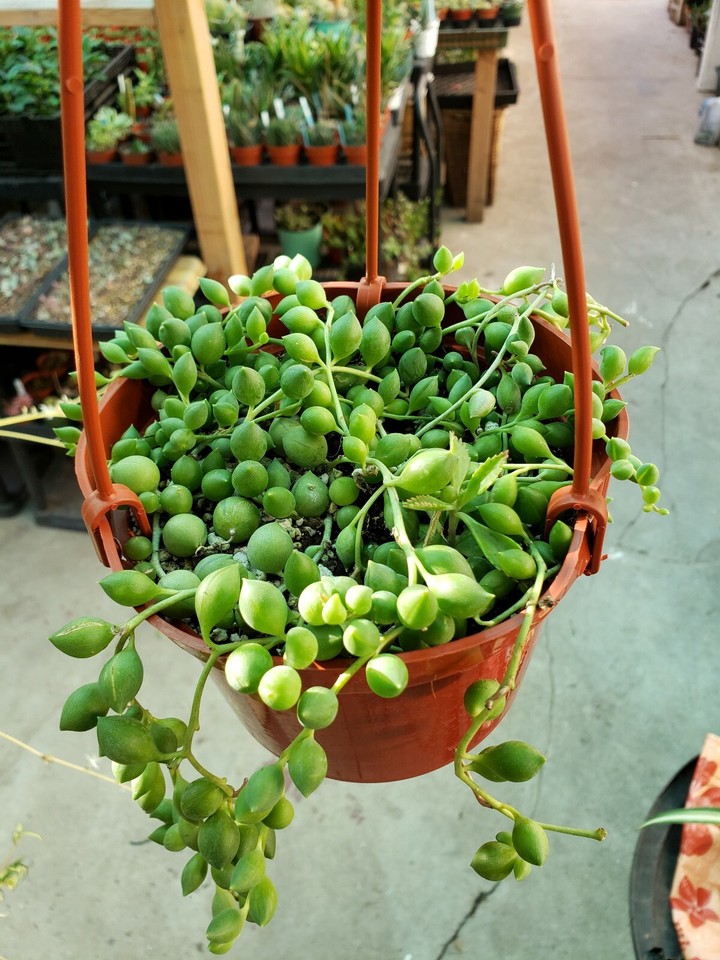 STRING OF FIGS SUCCULENT IN 6