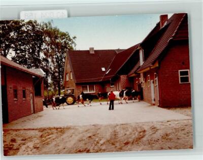 40024158 - 3043 Schneverdingen pension Eichenhof cows go to the stable