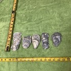 Lot of 41 Atlantic Oyster Shells 3 3/4  To  5 Inch Long Craft Art Collect￼ — photo 7