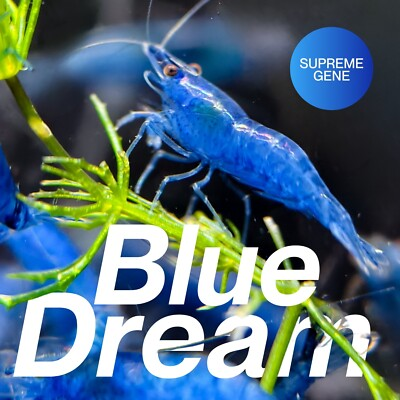 #ad #ad Seam Oasis 20 Blue Dream Shrimp Neocaridina Shrimp FREE SHIPPING $38.94