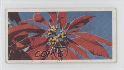 1959 Lyons Tea Australia Tea Poinsettia #25 0f3j