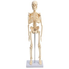 Mini Skelett Anatomie Modell  45cm mit beweglichen Gelenken beige