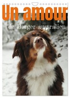 Un Amour De Berger Australien (Calendrier Mural 2027 DIN A4 Horizontal), Calvend