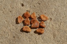 TROMBA DEL DIAVOLO GIALLA - DATURA METEL DOUBLE YELLOW, 10 SEMI SELEZIONATI